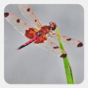 DSC00029.JPG QUADRATISCHER AUFKLEBER