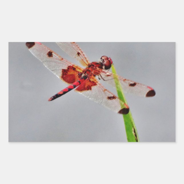 DSC00029.JPG RECHTECKIGER AUFKLEBER (Vorderseite)