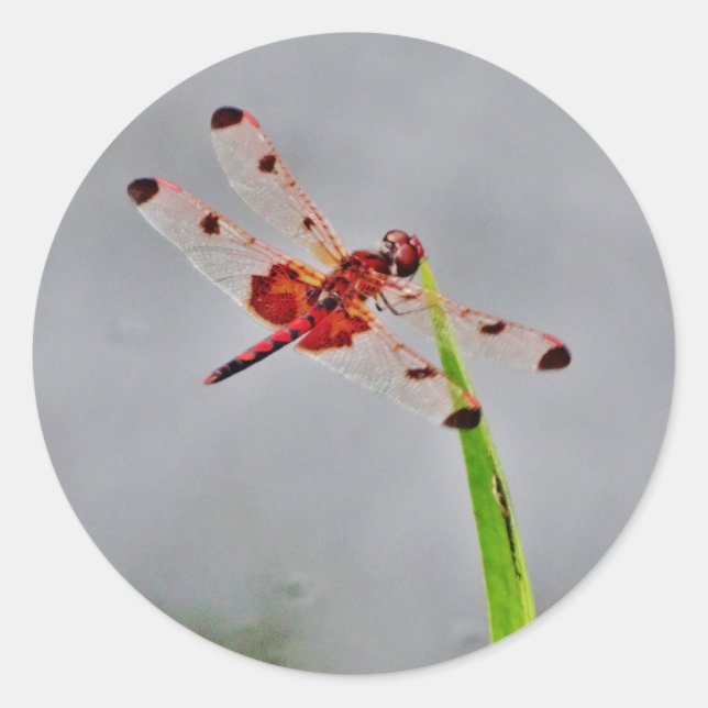 DSC00029.JPG RUNDER AUFKLEBER (Vorderseite)