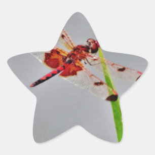 DSC00029.JPG Stern-Aufkleber