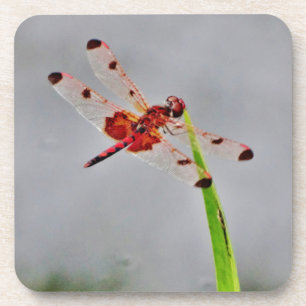 DSC00029.JPG UNTERSETZER