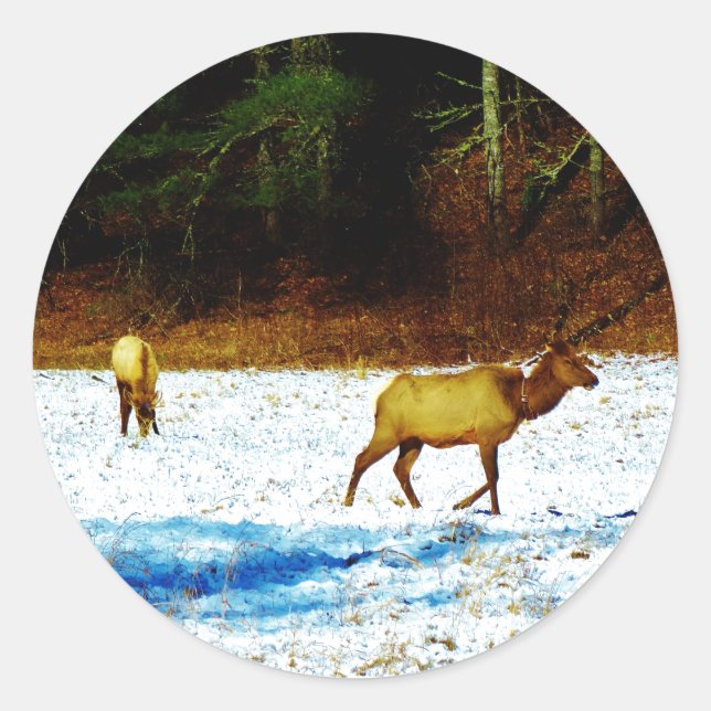 DSC00131.JPG AUFKLEBER (Vorderseite)