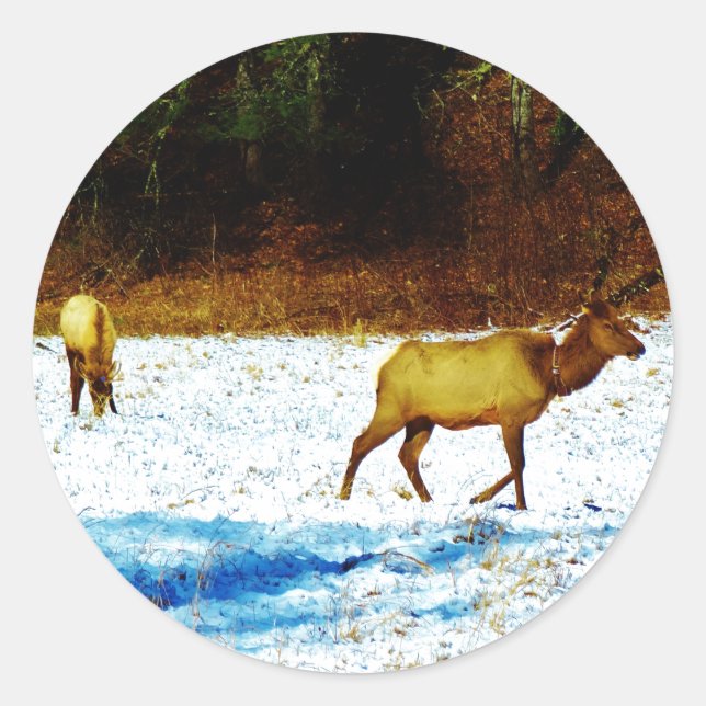 DSC00131.JPG AUFKLEBER (Vorderseite)