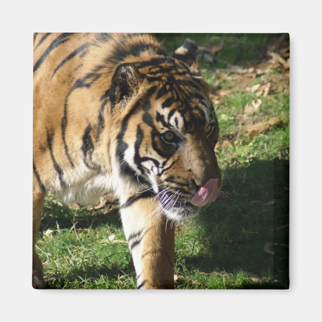 DSC02048 MAGNET (Vorne)