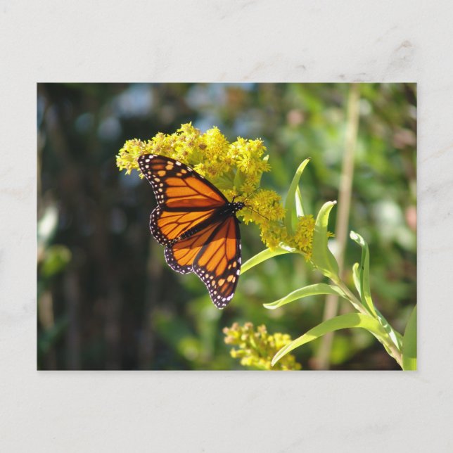 DSC05261 POSTKARTE (Vorderseite)