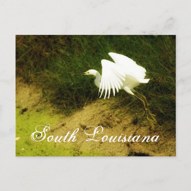 DSC08779bb, South Louisiana Postkarte (Vorderseite)