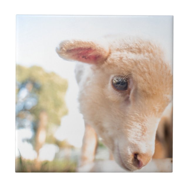 _DSC2491 FLIESE (Vorderseite)