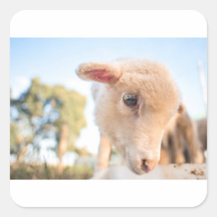 _DSC2491 QUADRATISCHER AUFKLEBER