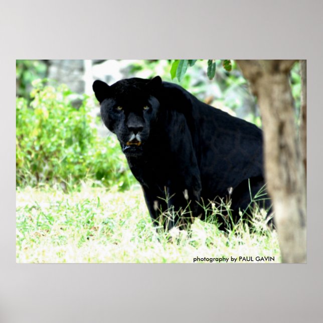 DSC_0235, Fotografie von PAUL GAVIN Poster (Vorne)