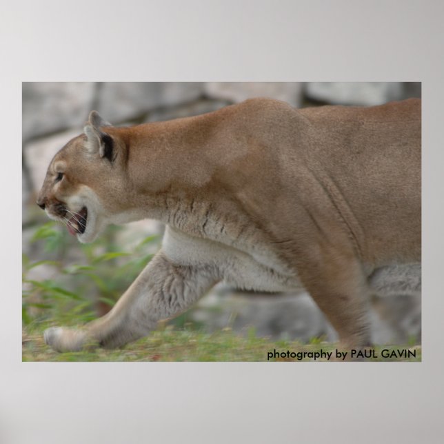 DSC_0254, Fotografie von PAUL GAVIN Poster (Vorne)