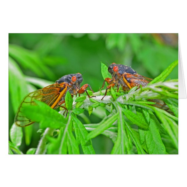 DSC_3480ps.jpg (Vorderseite (Horizontal))