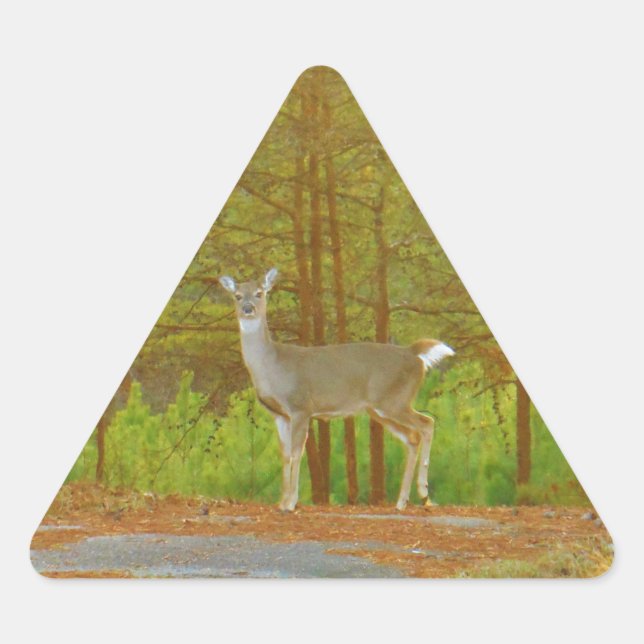 DSCF4041.JPG DREIECKIGER AUFKLEBER (Vorderseite)