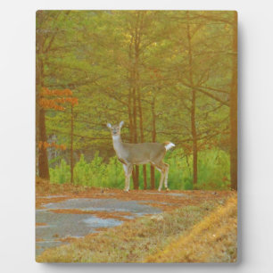 DSCF4041.JPG FOTOPLATTE