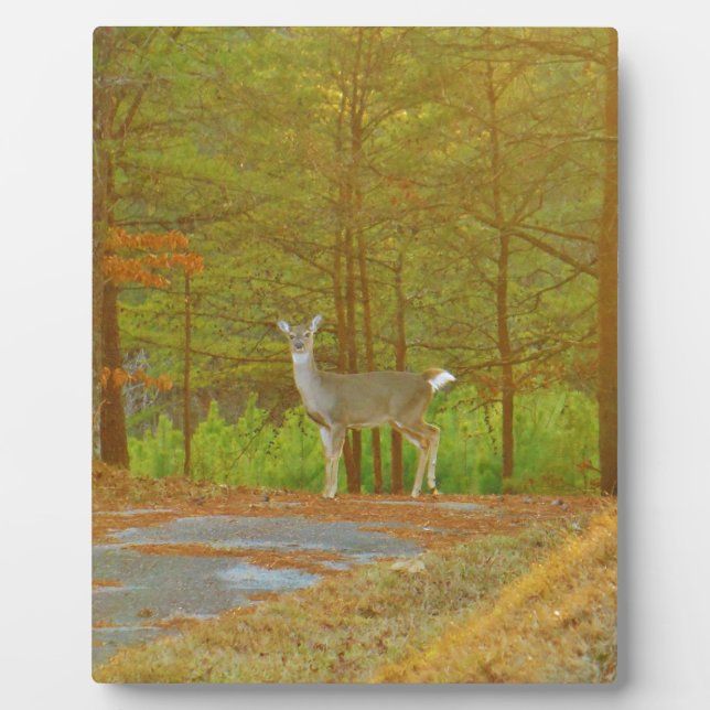 DSCF4041.JPG FOTOPLATTE (Vorderseite)