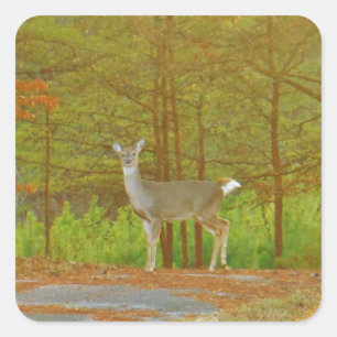 DSCF4041.JPG QUADRATISCHER AUFKLEBER