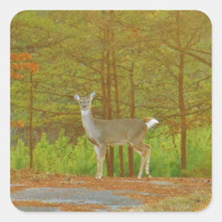 DSCF4041.JPG QUADRATISCHER AUFKLEBER