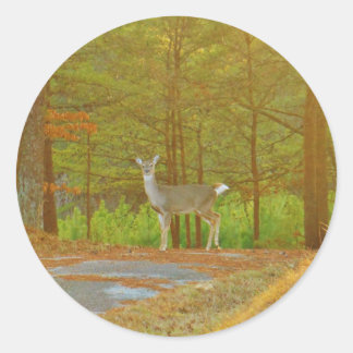 DSCF4041.JPG RUNDER AUFKLEBER