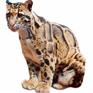 Dschungelkatzentier mit getrübter Leoparde Fotoskulptur Magnet