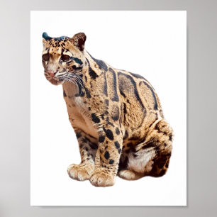 Dschungelkatzentier mit getrübter Leoparde Poster