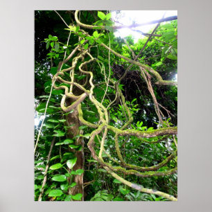 Dschungelweine Poster