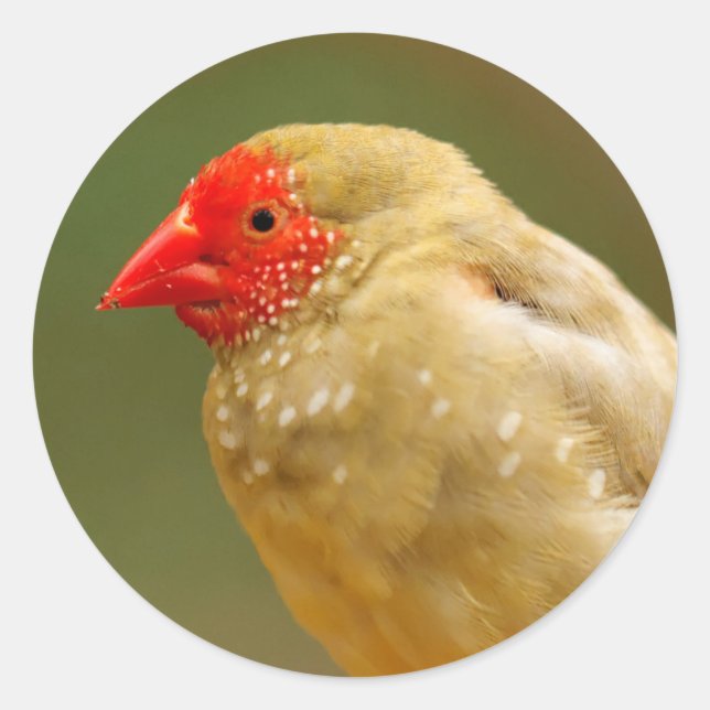 Du bist ein Star! Finch Runder Aufkleber (Vorderseite)