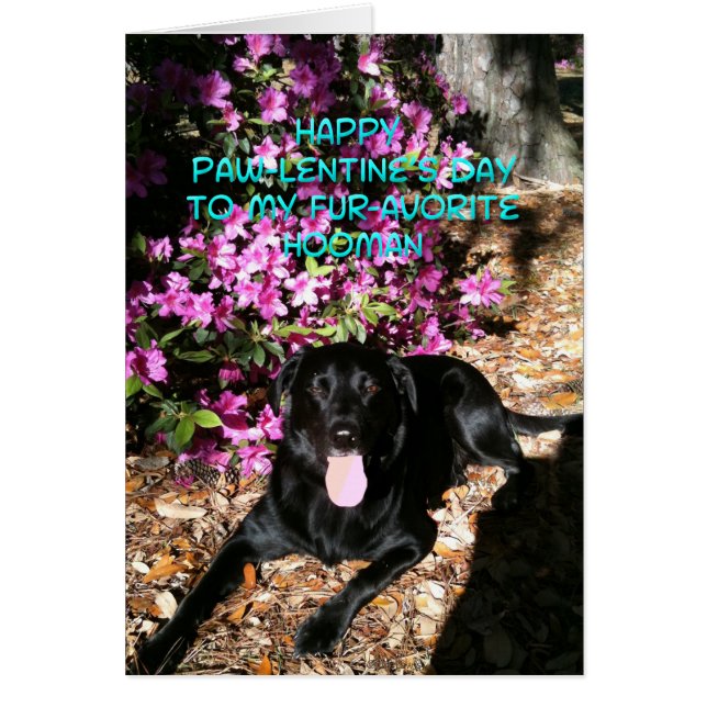 Du bist meine Lieblings-Hooman-Valentinenkarte (Vorne)