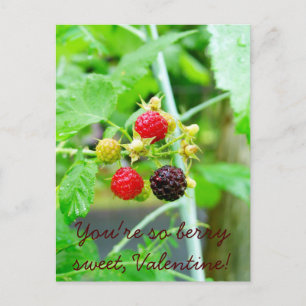 Du bist so Berry Sweet Raspberry Valentine Feiertagspostkarte