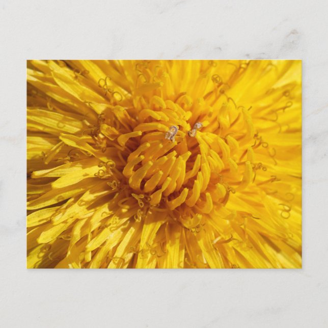 Du brauchst ein bisschen Gelb in deinem Leben Postkarte (Vorderseite)