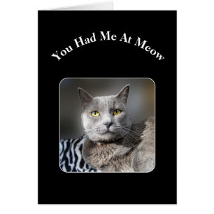 Du hattest mich in der russischen blauen Katze