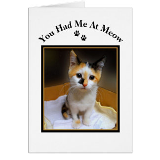 Du hattest mich in Meow Calico Kitten
