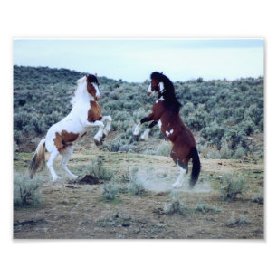 Dualing Wild Mustangs - Horse Battle Foto
