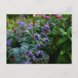 Dublin Blooms Postkarte