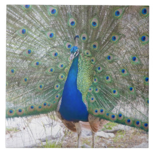 Dubrovnik, Kroatien, Lokrum Insel, bunt Fliese