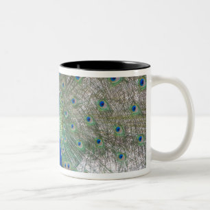 Dubrovnik, Kroatien, Lokrum Insel, bunt Zweifarbige Tasse