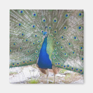 Dubrovnik, Kroatien, Lokrum Island, farbenfroh Magnet