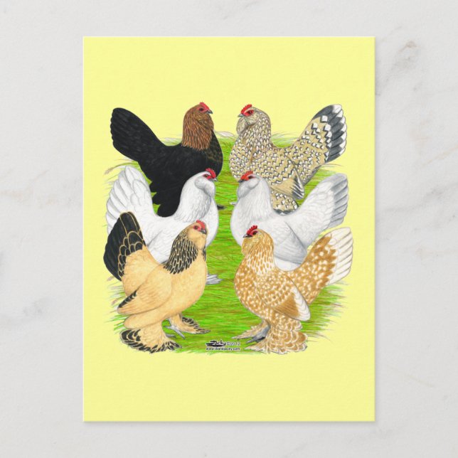 D'Uccles 6 Hens Postkarte (Vorderseite)
