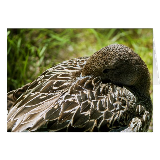 Duck (Vorderseite (Horizontal))