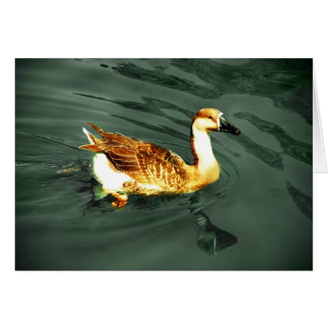 Duck (Vorderseite (Horizontal))