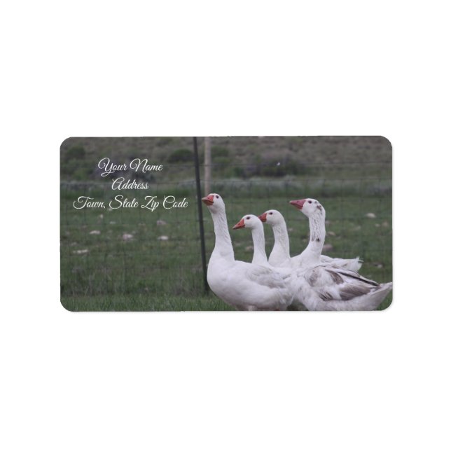 Duck Address Labels Adressaufkleber (Vorne)