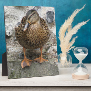 Duck auf der Wall Plaque Fotoplatte