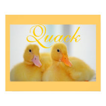 Duck Bird Animal Niedlich Chick Quack