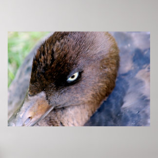 Duck Closeup Print Poster