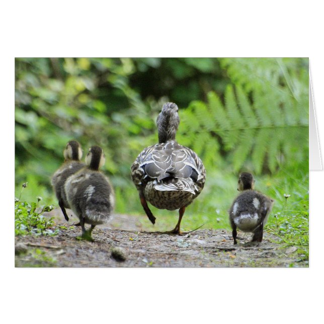 Duck-Familie (Vorderseite (Horizontal))