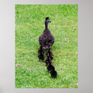 Duck-Familie Poster