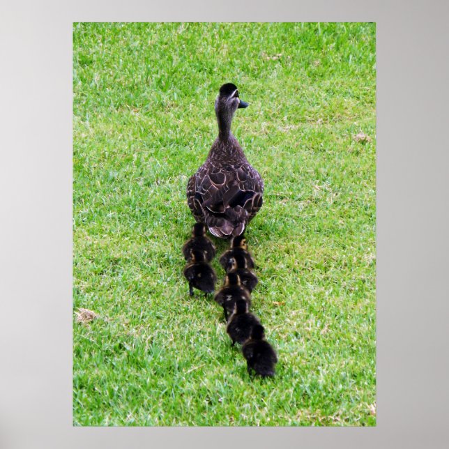 Duck-Familie Poster (Vorne)