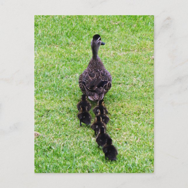 Duck-Familie Postkarte (Vorderseite)