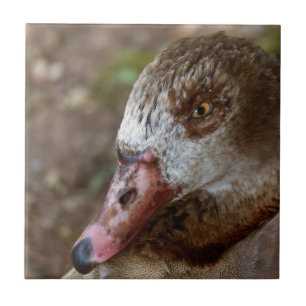 Duck Fliese