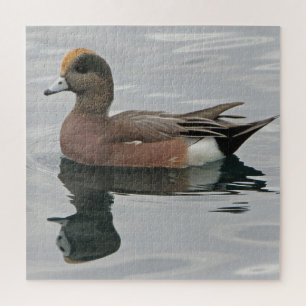 Duck Foto Male Wigeon Calm Water Reflection Puzzle