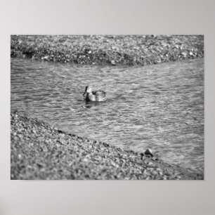Duck Foto Poster