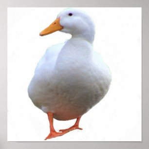 Duck Foto Poster